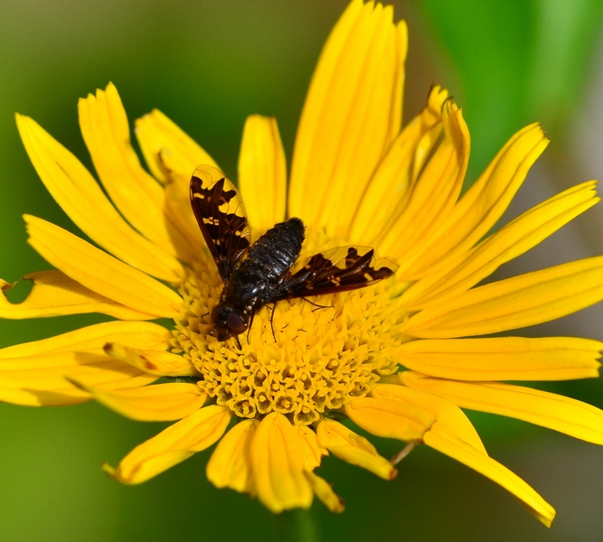 Bombilidae da Id